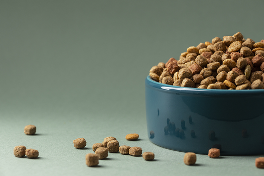 Choosing the Right Dog Food: Decoding Labels for a Healthier Canine Diet