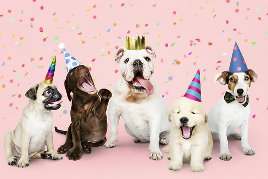 Spoil Your Pup with Delight: The Magic of Human-Grade Ingredients in Our Dog Cakes