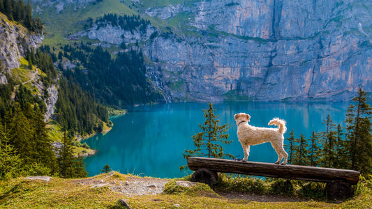white dog overlooking a crystal clear blue lake