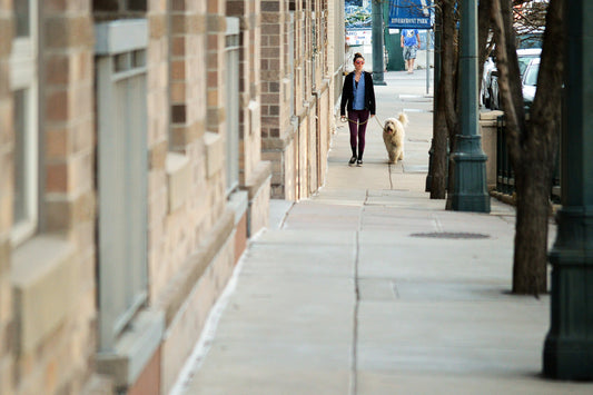 5 Tips For A Fun Walk With Your Doggo