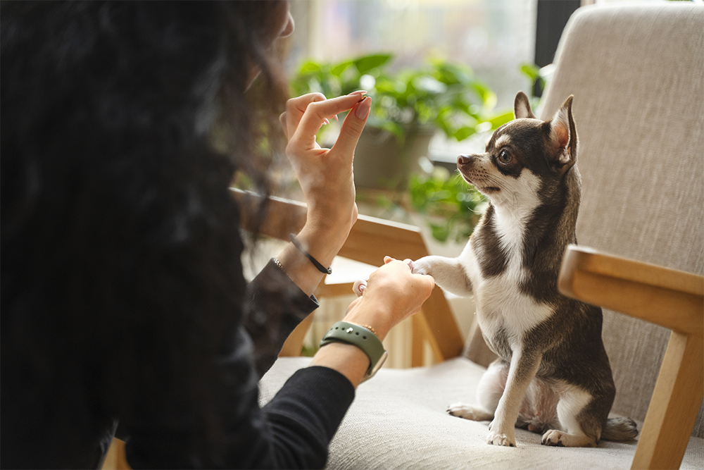 Wholesome Delights: Unveiling the Goodness of Our Small-Batch Baked Dog Cookies