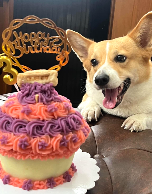 Giant Cupcake for Dogs