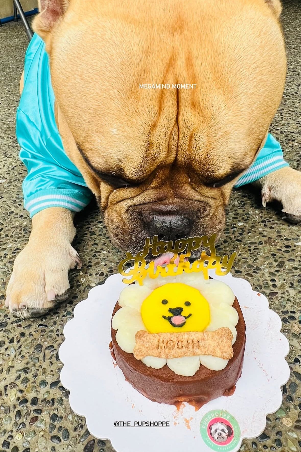 Sunshine Doggo Cake
